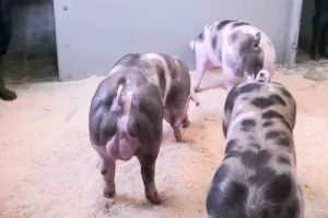 porcs-norvege-norsvin