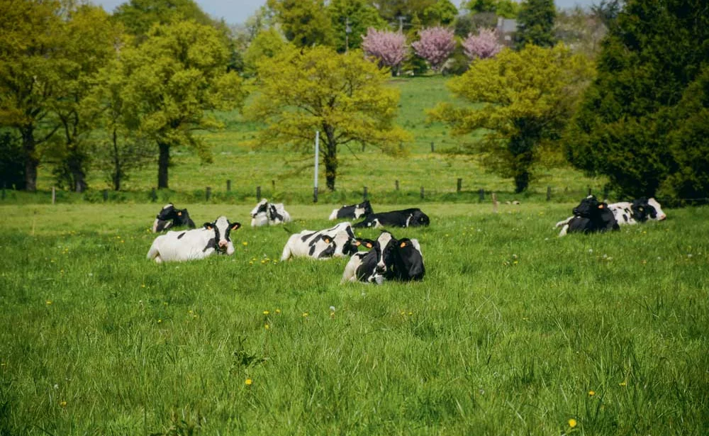 Pour aller pâturer, les vaches font au maximum 1 km. - Illustration Priorité au pâturage avec 150 laitières