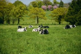 Pour aller pâturer, les vaches font au maximum 1 km.