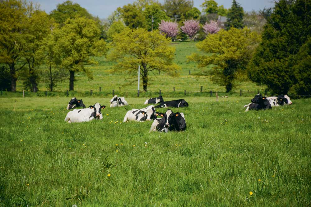 Pour aller pâturer, les vaches font au maximum 1 km. - Illustration Priorité au pâturage avec 150 laitières
