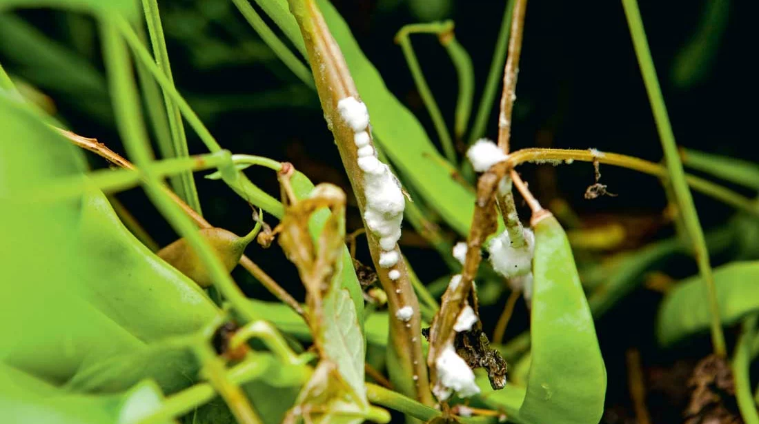 sclerotinia-haricot - Illustration Scan Bean, une aide anti sclérotinia