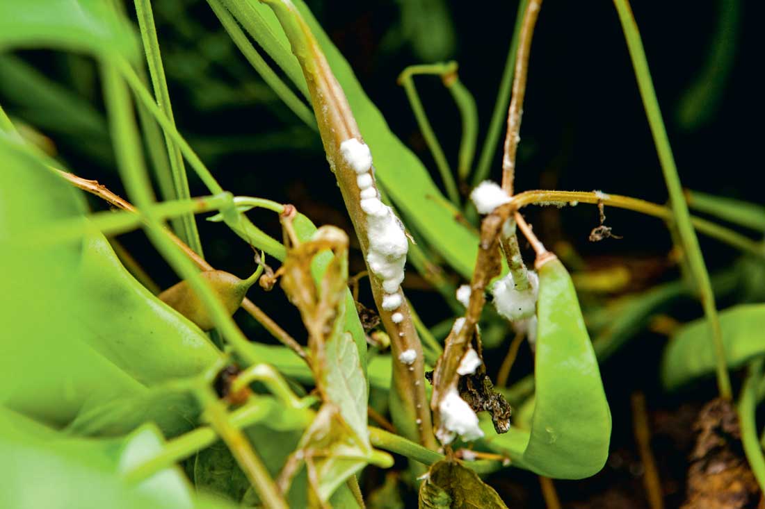 sclerotinia-haricot - Illustration Scan Bean, une aide anti sclérotinia