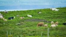 vaches-irlande