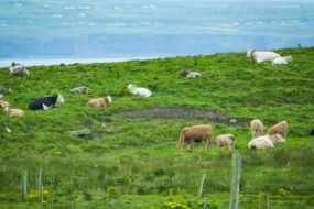 vaches-irlande