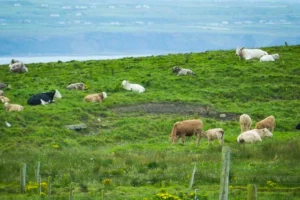 vaches-irlande