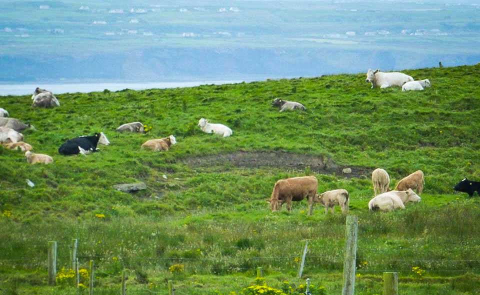 vaches-irlande - Illustration Irlande : les prix du lait sont fixés pour mars