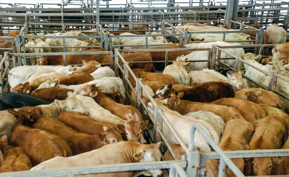 viande-bovine - Illustration Les abattages de bovins viande augmentent en tonnes et en têtes