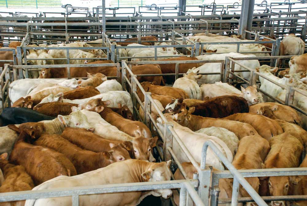 Photo of Les abattages de bovins viande augmentent en tonnes et en têtes