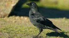 L’oiseau prolifère, s’attaque à toutes cultures et perce les bâches de stock de fourrage.