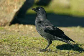 L’oiseau prolifère, s’attaque à toutes cultures et perce les bâches de stock de fourrage.