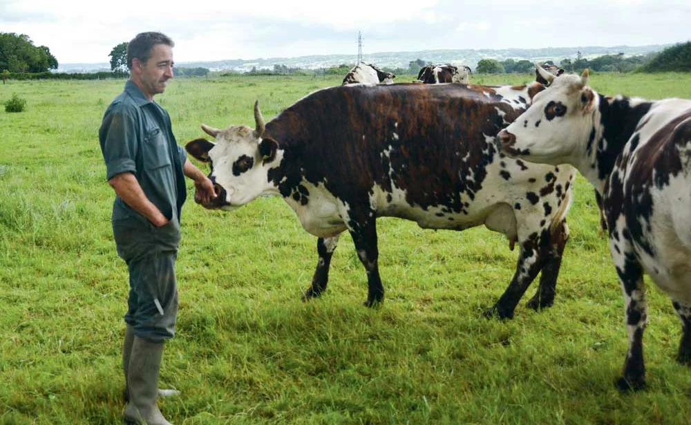 Pascal Le Jeune apprécie le caractère de ses normandes, et la simplicité de son système de production. - Illustration Alimentation des laitières : “Mettre les pieds dans l’herbe”