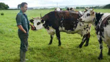 Pascal Le Jeune apprécie le caractère de ses normandes, et la simplicité de son système de production.