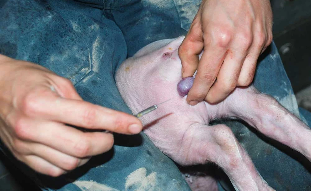 castration-porc - Illustration Il délègue vaccinations et castrations de ses porcs