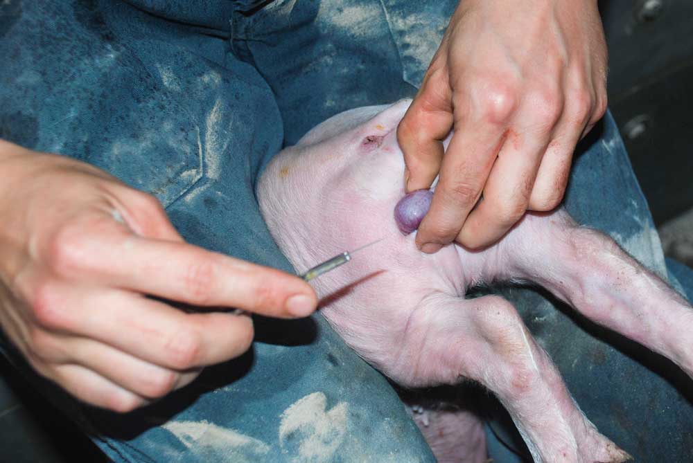 L'arrêt de la castration des porcs est inéluctable