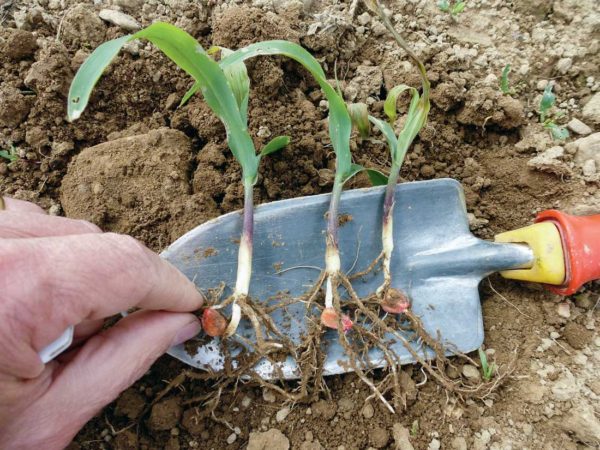 En plus d’un flétrissement de la dernière feuille de la plantule, le  poireautage caractéristique (gonflement du collet) est plus ou moins prononcé.