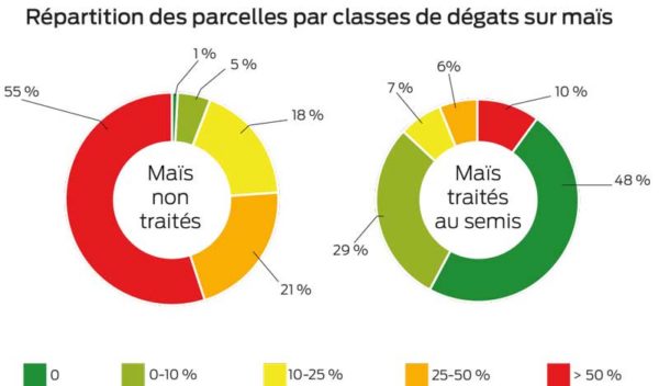 degat-mais