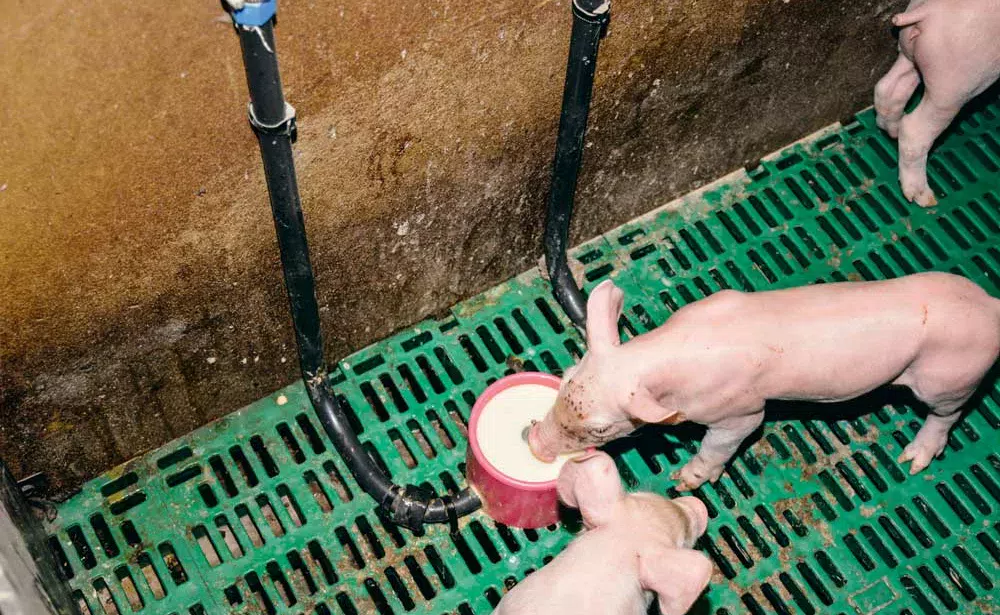 Toutes les cases de maternités sont équipées d'une augette (système breveté). Elles sont montées en série sur le réseau de lait (200 mètres de tuyaux souples). Lorsque le porcelet joue avec la pipette, le lait jaillit dans l'auge. Dès qu'il arrête, un système de blocage empêche le liquide de redescendre (pas de risque de souillure du lait résiduel dans le tuyau). Le lait est distribué dès la fin de la prise colostrale (le samedi matin). L'éleveur passe, le premier jour, dans toutes les cases pour actionner la pipette de manière à faire jaillir le lait dans le fond d'auge et attirer les porcelets. Ils prennent ensuite rapidement l'habitude de venir consommer. Le lait, disponible à tout moment, en libre-service pour les porcelets, est alors à une vingtaine de degrés. - Illustration Un lactoduc pour sauver des porcelets