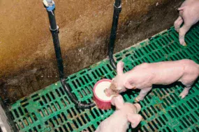 Toutes les cases de maternités sont équipées d'une augette (système breveté). Elles sont montées en série sur le réseau de lait (200 mètres de tuyaux souples). Lorsque le porcelet joue avec la pipette, le lait jaillit dans l'auge. Dès qu'il arrête, un système de blocage empêche le liquide de redescendre (pas de risque de souillure du lait résiduel dans le tuyau). Le lait est distribué dès la fin de la prise colostrale (le samedi matin). L'éleveur passe, le premier jour, dans toutes les cases pour actionner la pipette de manière à faire jaillir le lait dans le fond d'auge et attirer les porcelets. Ils prennent ensuite rapidement l'habitude de venir consommer. Le lait, disponible à tout moment, en libre-service pour les porcelets, est alors à une vingtaine de degrés.