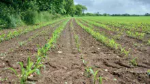 Dans cette parcelle, 1 rang sur 2 a été semé avec des graines protégées par Sonido.