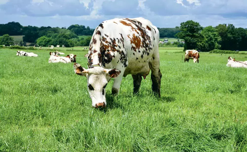 normande - Illustration Génétique : un index “efficience alimentaire”