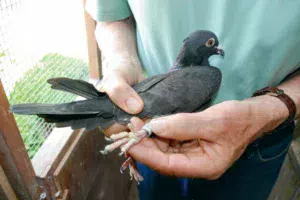 ph4-reportage-pigeon