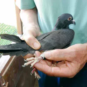 ph4-reportage-pigeon