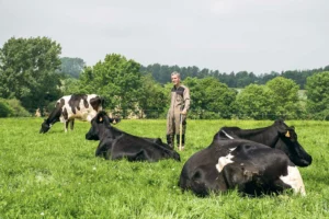 Emmanuel Nourry avoue gérer beaucoup mieux ses prairies qui sont désormais plus productives. Au final, en 2015, son troupeau de 40 vaches laitières n’a consommé que 3 t d’aliment.