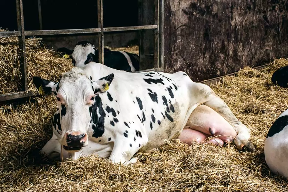 td_crise_lait - Illustration Monotone scénario d’horreur dans le secteur laitier