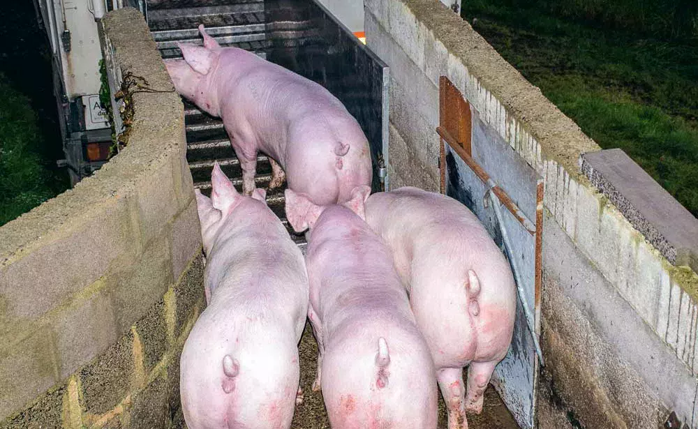 td_embarquement_porc - Illustration Pays-Bas : Sensibilisation sur l’origine de la viande de porc