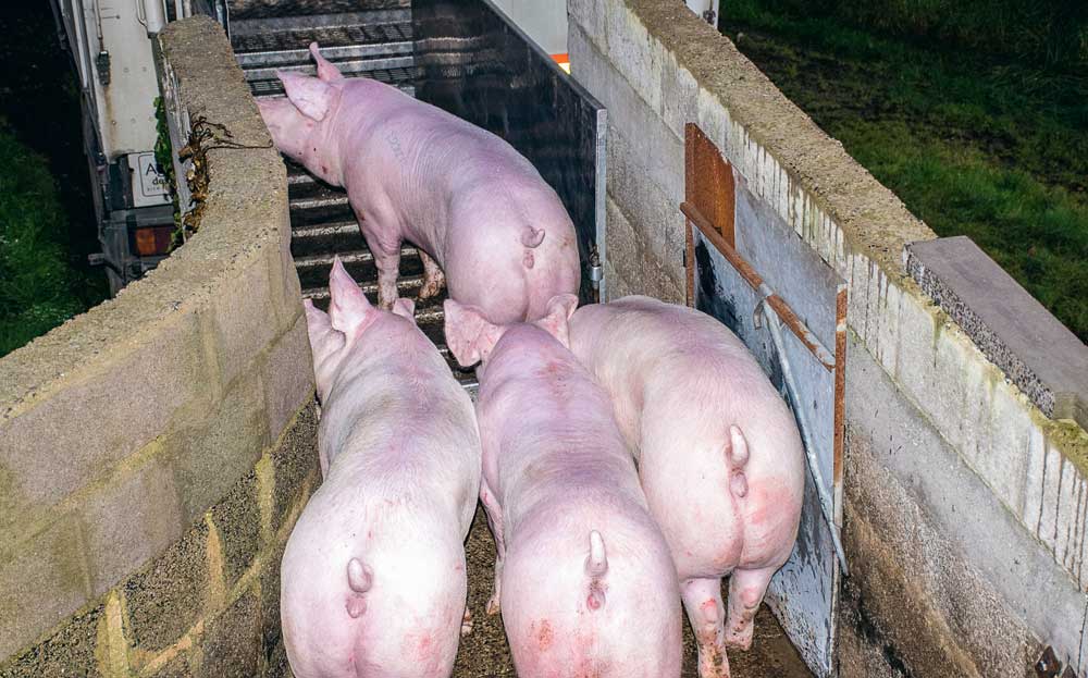 td_embarquement_porc - Illustration Boom du porc américain en Chine, mais déclin au Mexique