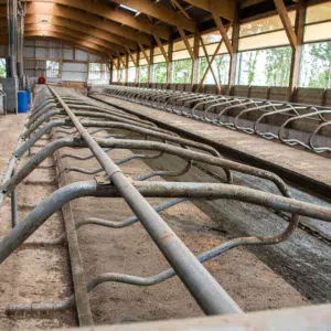 Des logettes sur matelas – sciure pour les mauvais jours. Au mur, un filet brise-vent amovible relevé dès qu’il fait beau pour profiter du soleil du matin jusque dans la salle de traite. « L’ambiance est meilleure. En hiver, même pour une heure ou deux, dès que possible, on ouvre. » Le projet de construction du bâtiment neuf (salle de traite, 122 logettes matelas, Dac, racleurs…) et de rénovation (béton, tubulaires…) des anciens bâtiments en box à génisses se chiffre à environ 710 000 €.