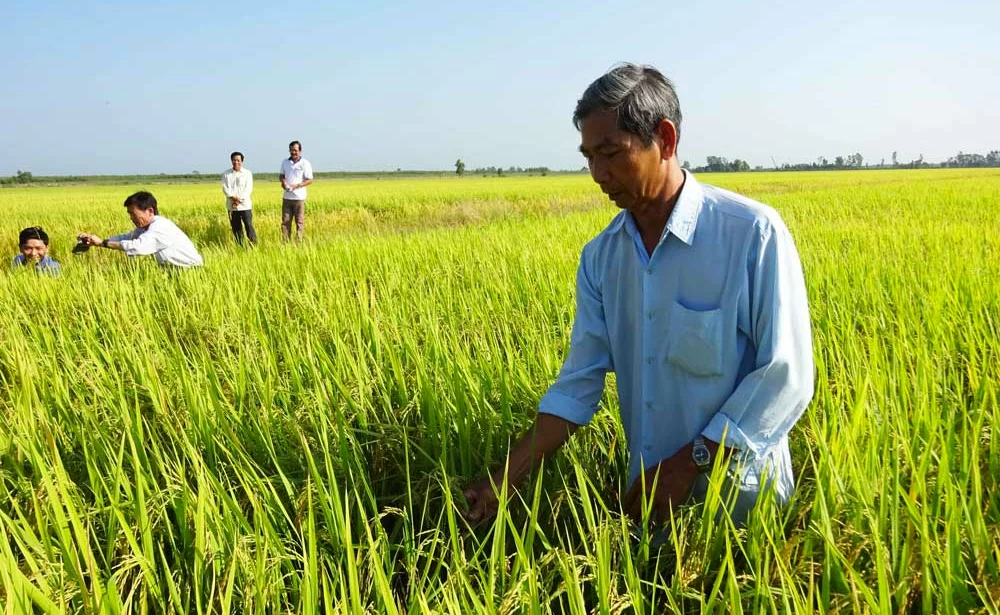 agriculteur-riz-vietnam - Illustration Santé : le Vietnam surutilise les pesticides chinois