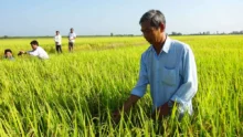 agriculteur-riz-vietnam
