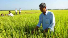 agriculteur-riz-vietnam