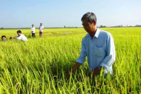 agriculteur-riz-vietnam