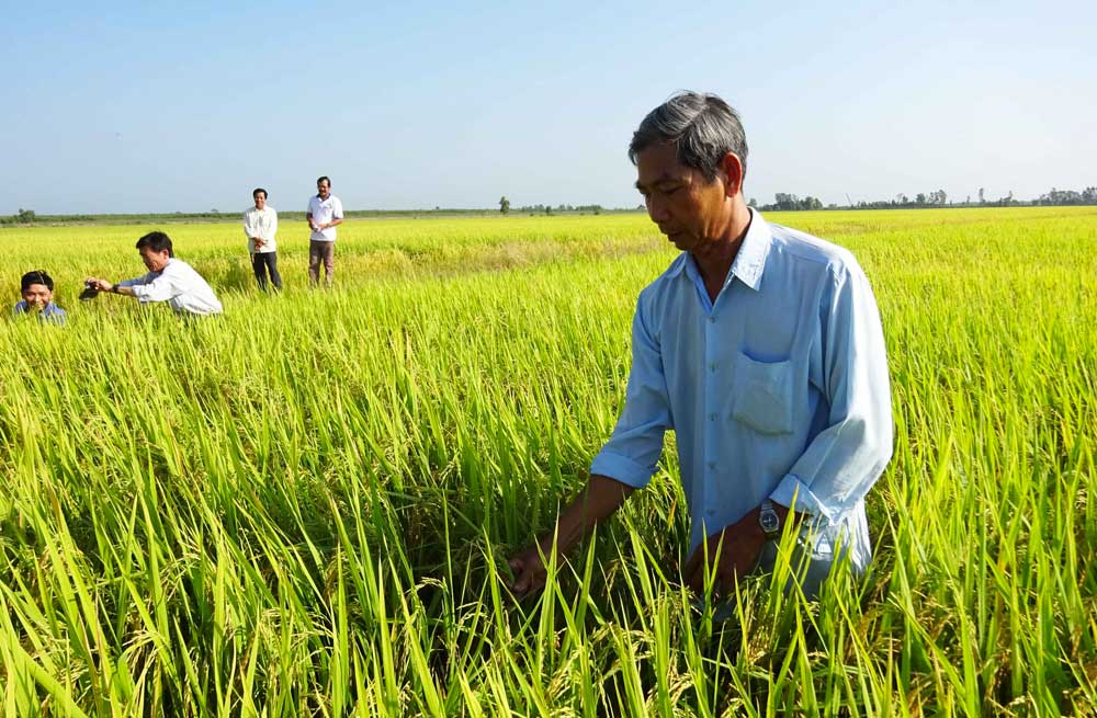 agriculteur-riz-vietnam - Illustration Santé : le Vietnam surutilise les pesticides chinois