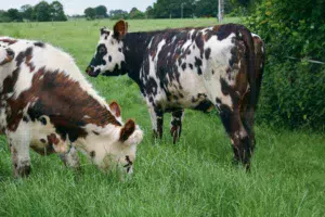 Le débouché viande offert par la Normande était illustré par les bœufs en filière BNR sur l’élevage de Stéphane Rousseau.