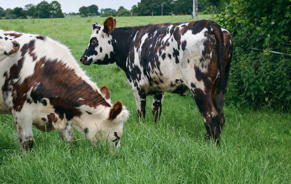 Le débouché viande offert par la Normande était illustré par les bœufs en filière BNR sur l’élevage de Stéphane Rousseau.