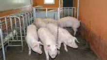 Les cochettes Carlyne dans la 2e quarantaine. L'alimentation des truies est programmée en fonction de la prise d'épaisseur de lard dorsal en sortie de maternité (pas d'autres mesures en cours de gestation).