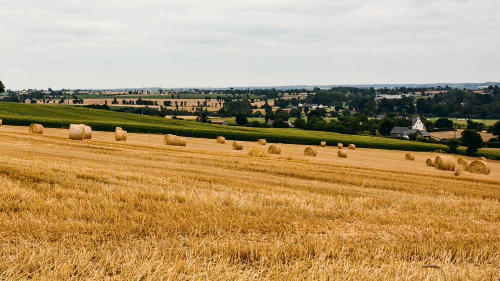 Photo of Au moins 500€ de déficit par hectare pour les producteurs de blé, selon Agritel