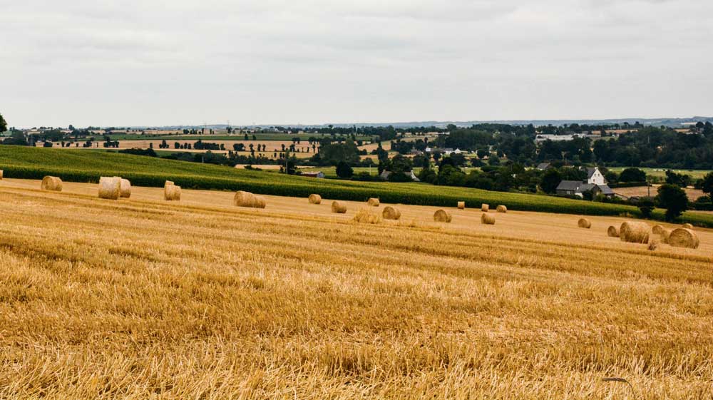 champs-ble - Illustration Au moins 500€ de déficit par hectare pour les producteurs de blé, selon Agritel