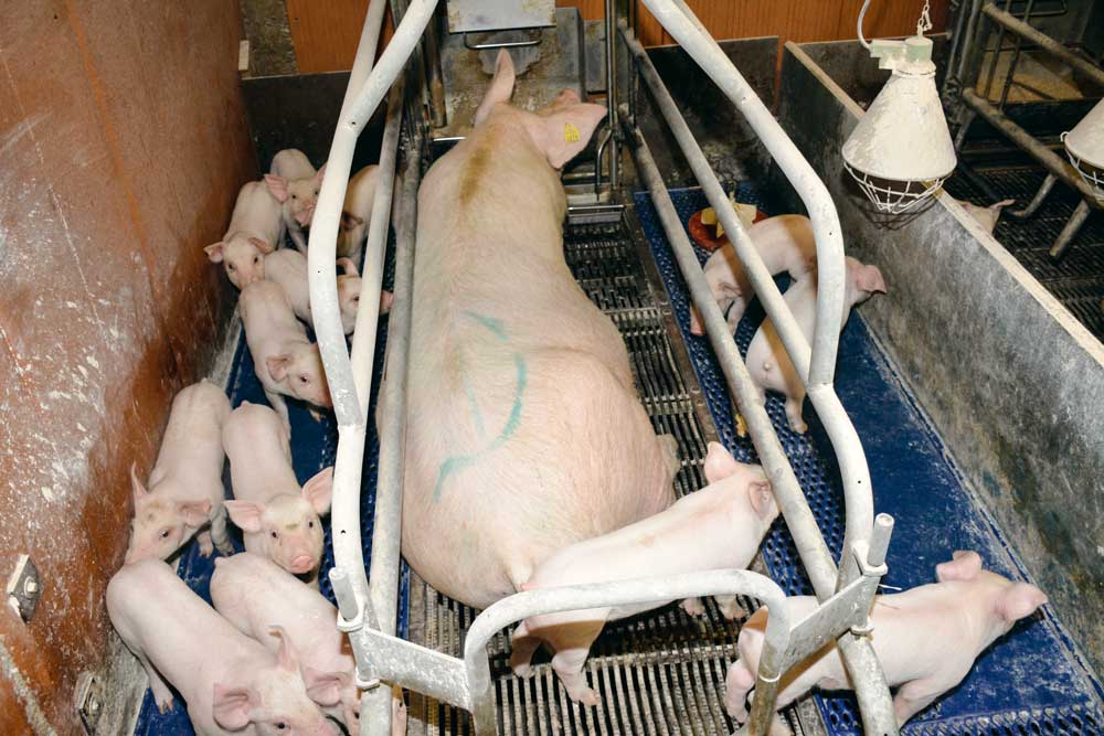 Photo of Porc : le vent du Nord remplit les maternités