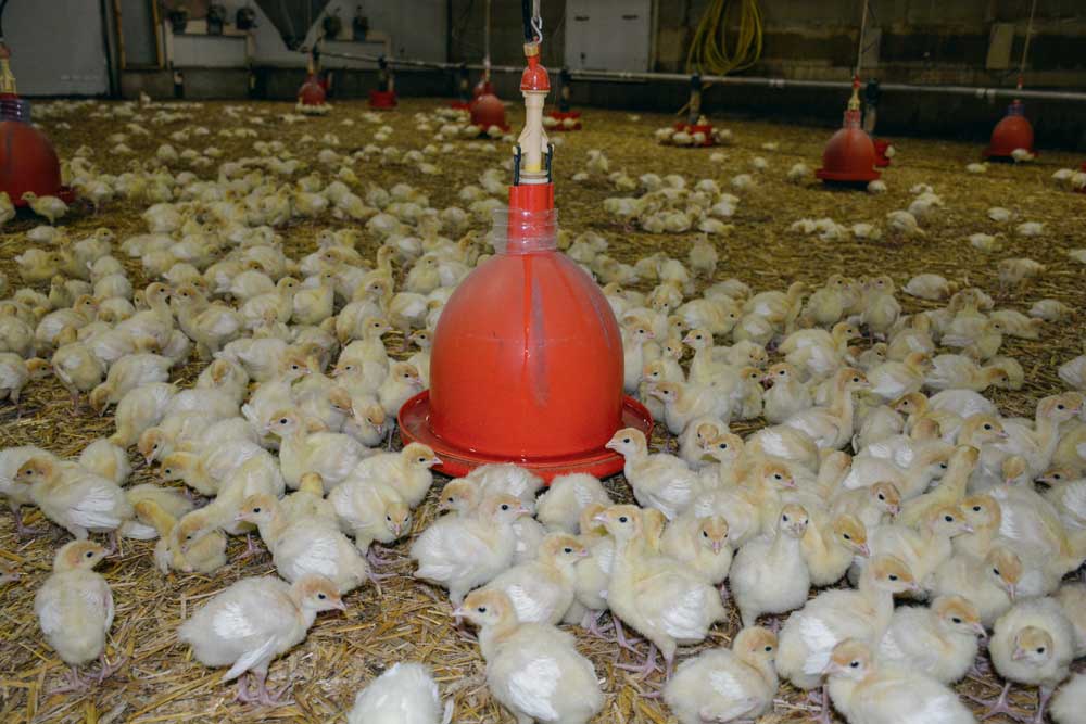 dindonneau - Illustration En aviculture, qualité d’eau rime avec réussite du lot