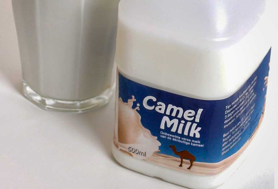 Photo of Le lait de chamelle fait son apparition au Danemark