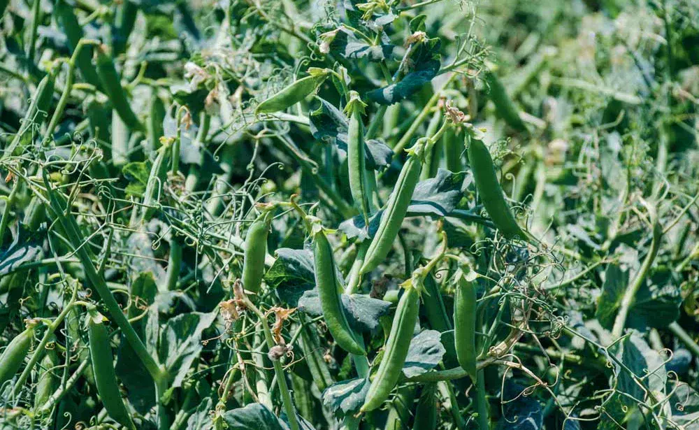 legume-haricot - Illustration Légumes industrie : qualité à défaut de quantité