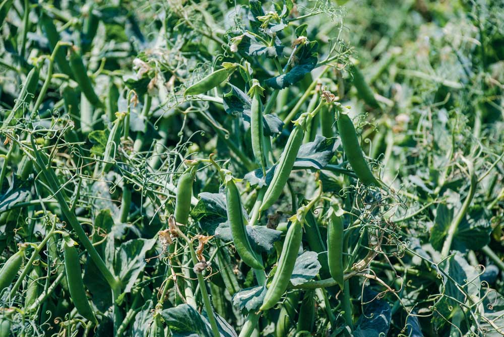 legume-haricot - Illustration Légumes industrie : qualité à défaut de quantité
