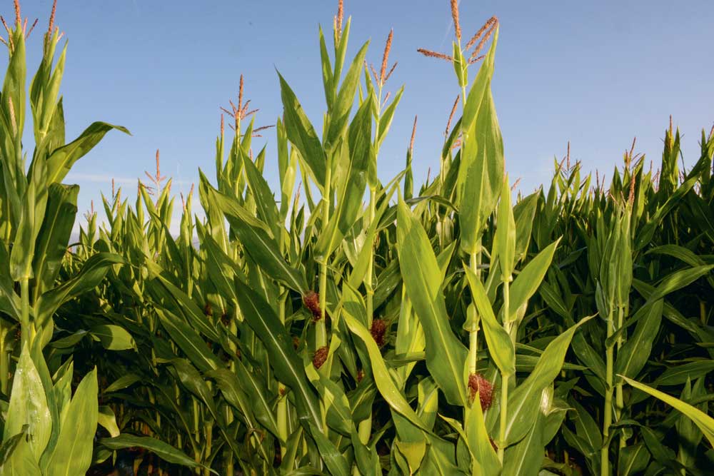 Photo of Stress hydrique du maïs en période de floraison
