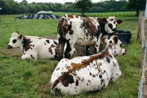 normande-lait