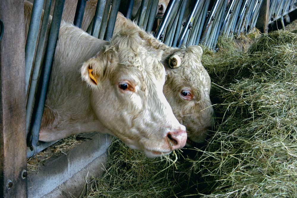 Photo of La détection des chaleurs accessible aux bovins viande