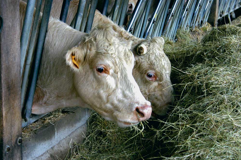p12-Heat-time-Evolution-Q - Illustration La détection des chaleurs accessible aux bovins viande